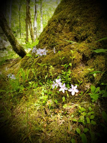 Empires and True&nbsp;Love