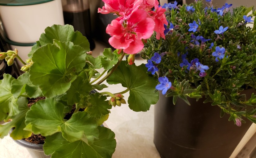 It’s MY Season!  My Season Is&nbsp;Here!